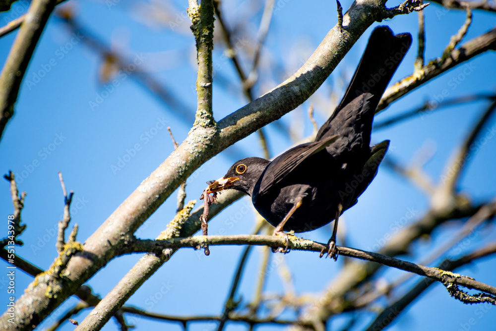 black thrush in spring. a black thrush has an earthworm in its mouth. black thrush in spring. a black thrush has an earthworm in its mouth.