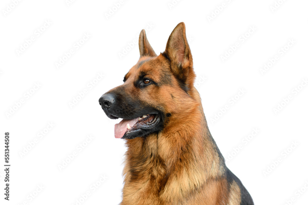 Portrait of a German Shepherd Dog on White Background. Service or Working Male Dog Isolated on White Background.