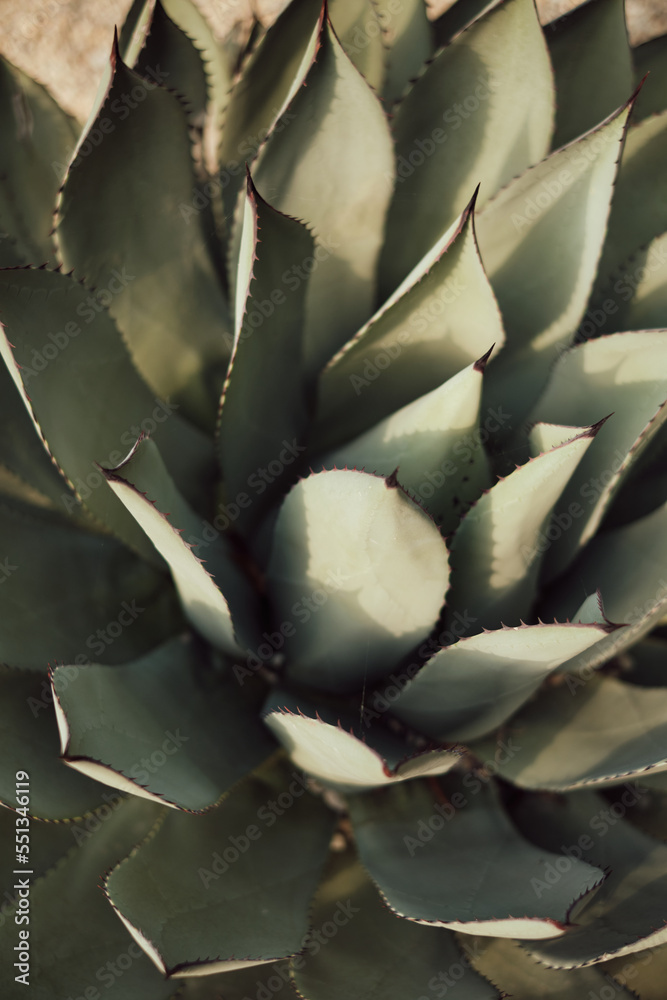 Fototapeta premium Cactus in the garden close up