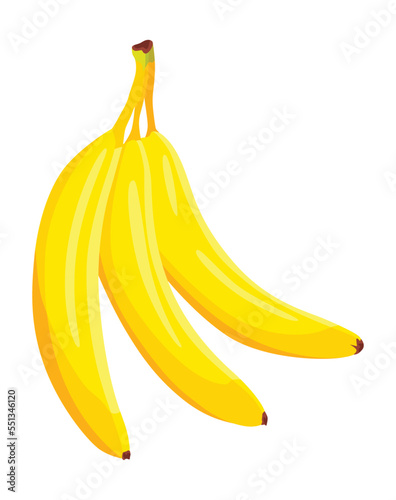 Tropical bananas, growing bunch ripe fruit. Vector design isolated element. Fresh natural food