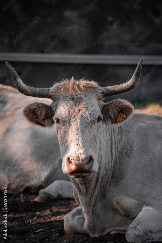 A curious look of a cow A curious look of a cow