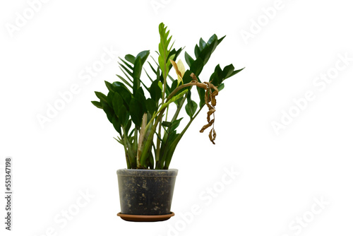 A dried plant in a flower Zamioculcas in plant pot, isolated on a white background