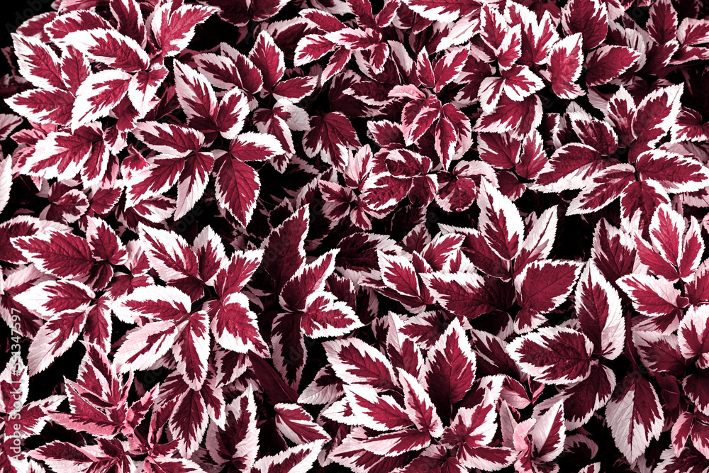 Viva Magenta color of 2023. Leaves pattern background, natural background and wallpaper. Selective focus.