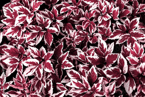 Viva Magenta color of 2023. Leaves pattern background  natural background and wallpaper. Selective focus.