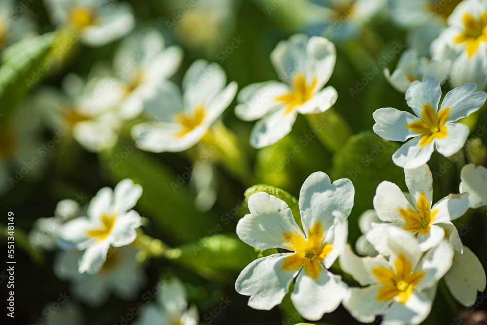 white primroses in the garden white primroses in the garden
