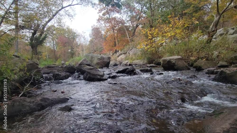 stream in the forest (Billy goats in Maryland) stream in the forest (Billy goats in Maryland)