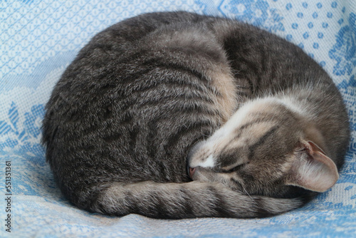 Fototapeta cat curled up sleeping gray tabby