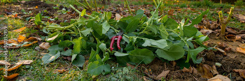 Cutting down dahlia plant foliage before digging up the tubers for winter storage. Autumn gardening jobs. Overwintering dahlia tubers.