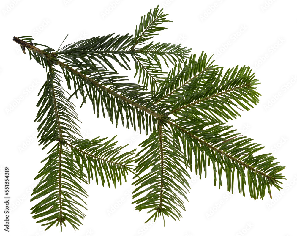 Naklejka premium Nordmann fir tree needle conifer evergreen branch