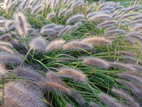 Decorative grass - Pennisetum Alopecuroides - covered with morning dew to a sunny autumn morning, Julianow district, Lodz, Poland.