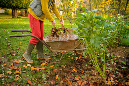 Woman putting freshly lifted dahlia tubers ready to be washed and prepared for winter storage into a wheelbarrow. Autumn gardening jobs. Overwintering dahlia tubers. photo