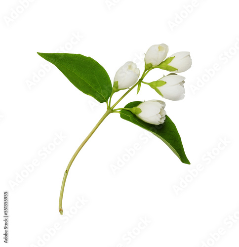 Jasmine  Philadelphus  flowers and leaves isolated on white or transparent background