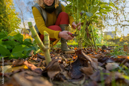 Woman using pruning shears to cut back dahlia plant foliage before digging up the tubers for winter storage. Autumn gardening jobs. Overwintering dahlia tubers.