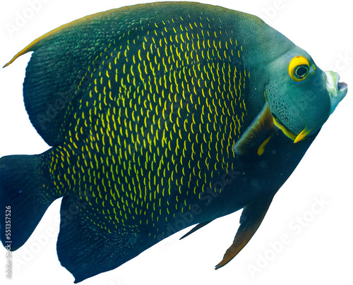 Isolated adult French Angelfish swimming 