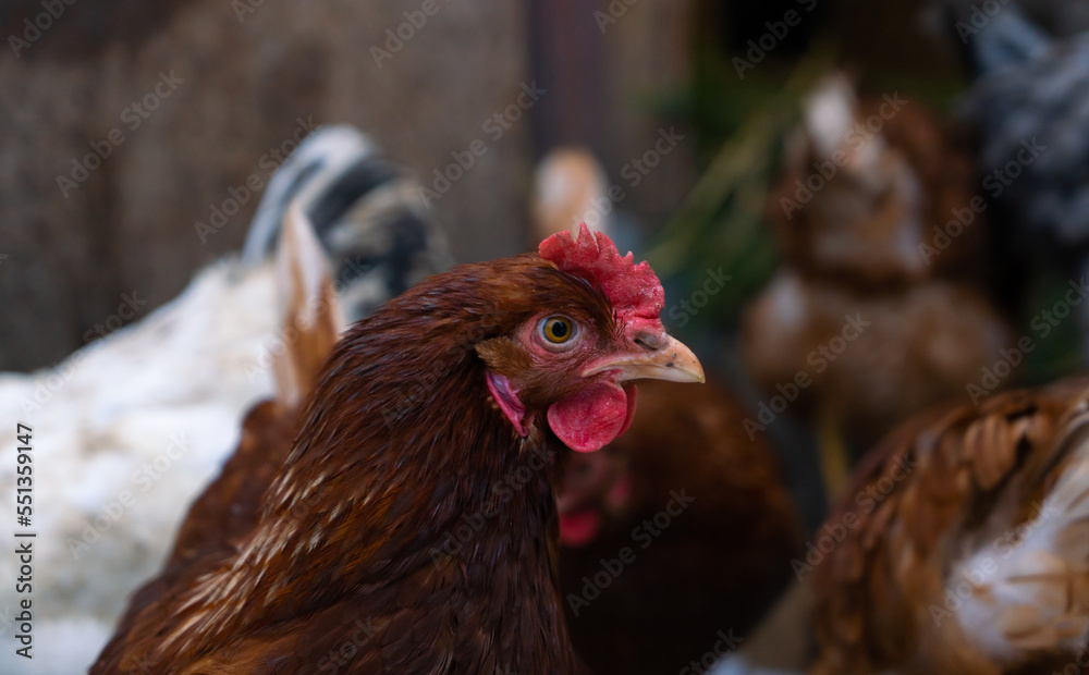 Portrait of brown domestic  laying hens