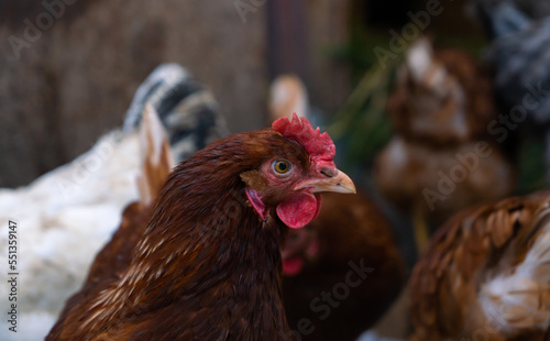 Portrait of brown domestic  laying hens