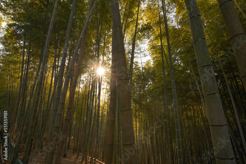 foret de bambous  © André_Caillet