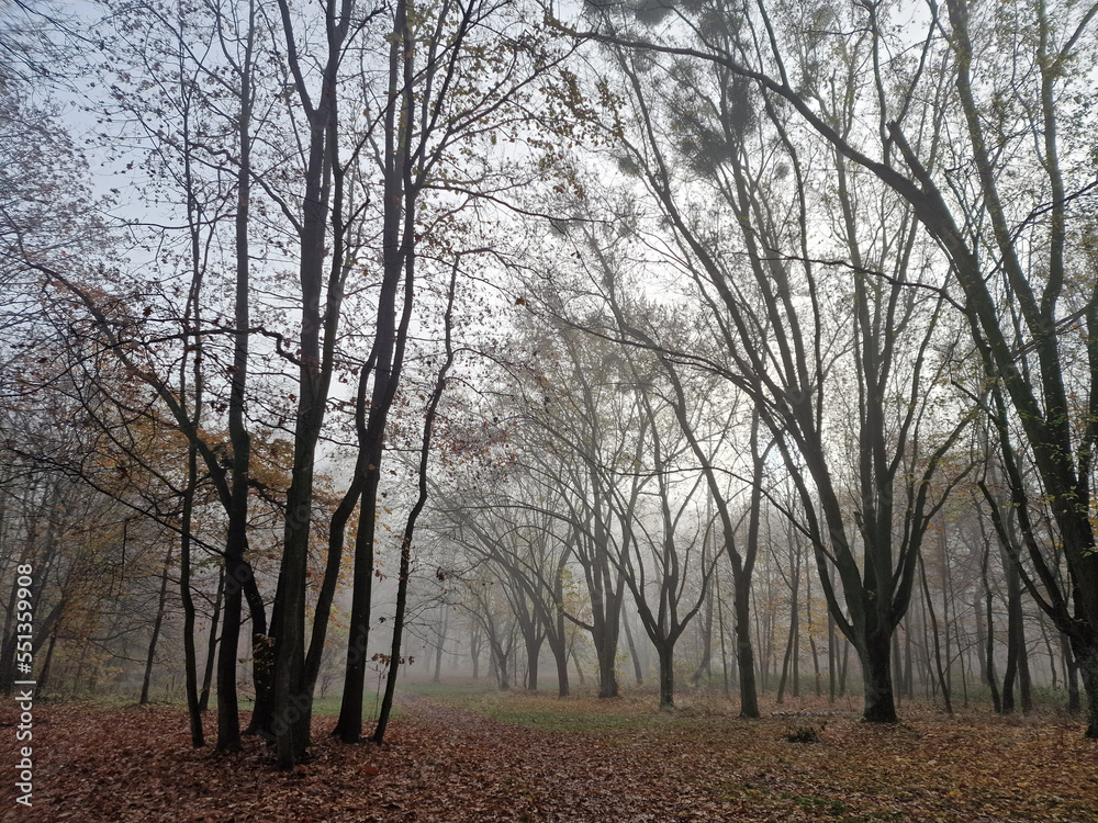 The rising sun in a foggy autumn morning in the Julianowski Park, Lodz, Poland. The rising sun in a foggy autumn morning in the Julianowski Park, Lodz, Poland.