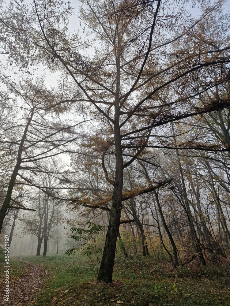 The rising sun in a foggy autumn morning in the Julianowski Park, Lodz, Poland. The rising sun in a foggy autumn morning in the Julianowski Park, Lodz, Poland.
