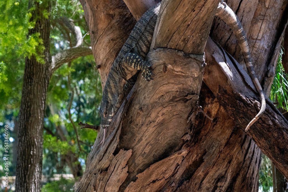 Naklejka premium Common Goanna ( Varanus varius)