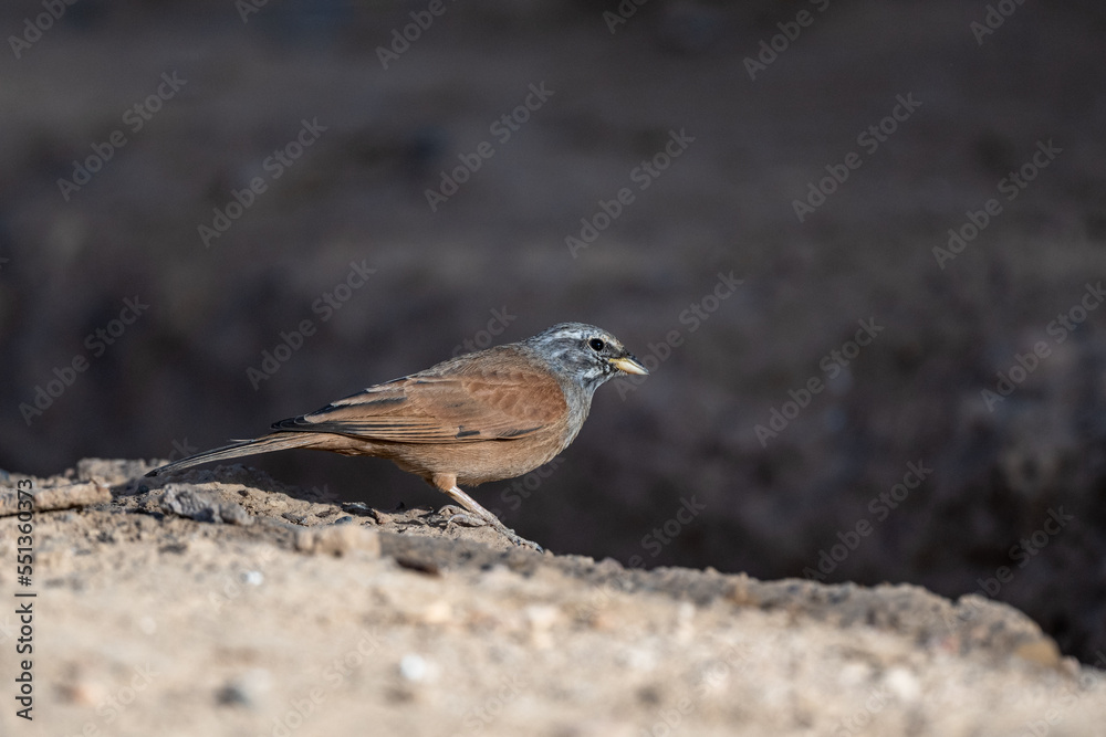House bunting, Emberiza sahari, Morocco. House bunting, Emberiza sahari, Morocco.