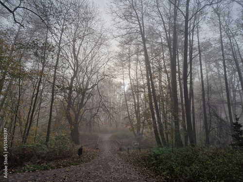 The rising sun in a foggy autumn morning in the Julianowski Park, Lodz, Poland.