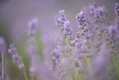 Fototapeta Naklejka Na Ścianę i Meble -  In a blur of Lavender flower field, Blooming purple fragrant lavender flowers. Growing lavender swaying in the wind, harvesting, perfume ingredient, aromatherapy