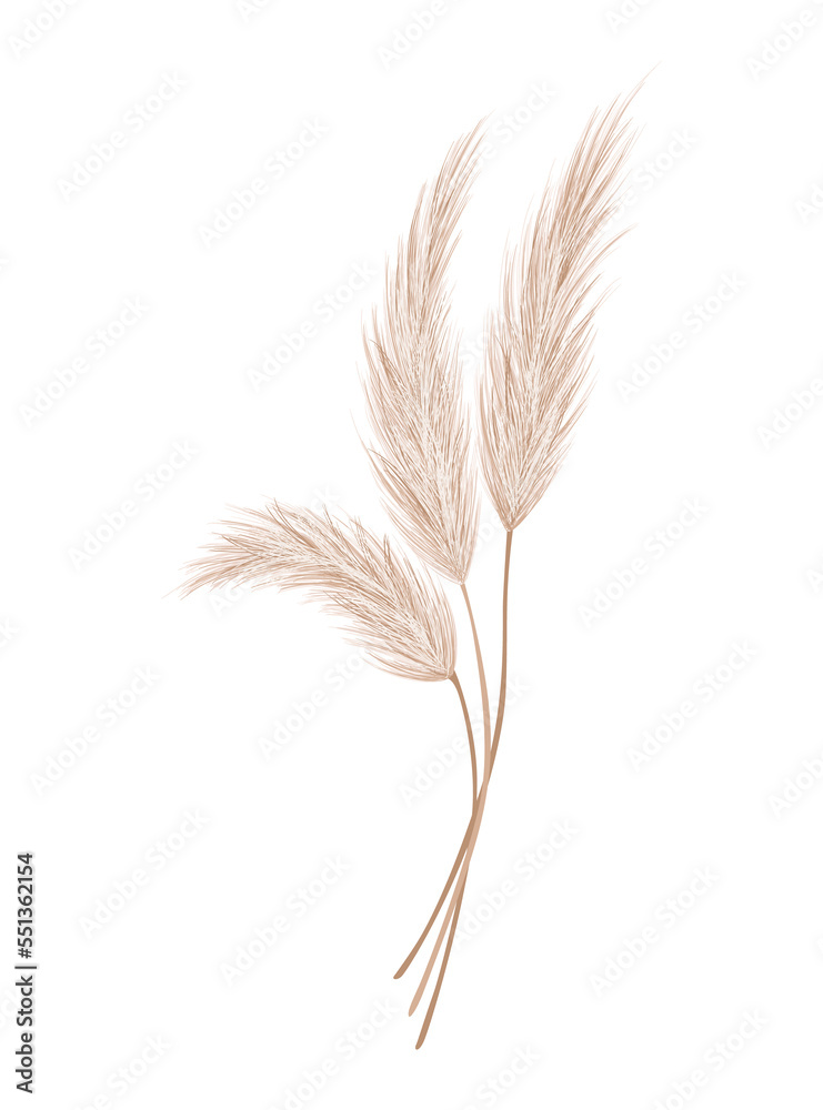 Obraz premium Pampas grass branch. Dry feathery head plume, used in flower arrangements, ornamental displays, interior decoration, fabric print, wallpaper, wedding card. Golden ornament element in boho style
