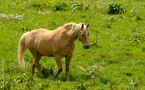 Light brow pony walking in a field. No people.