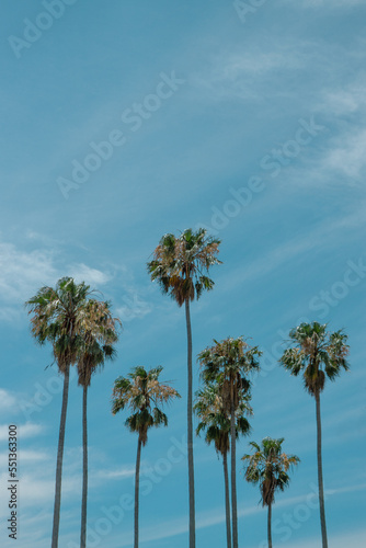 a palm tree against a blue sky