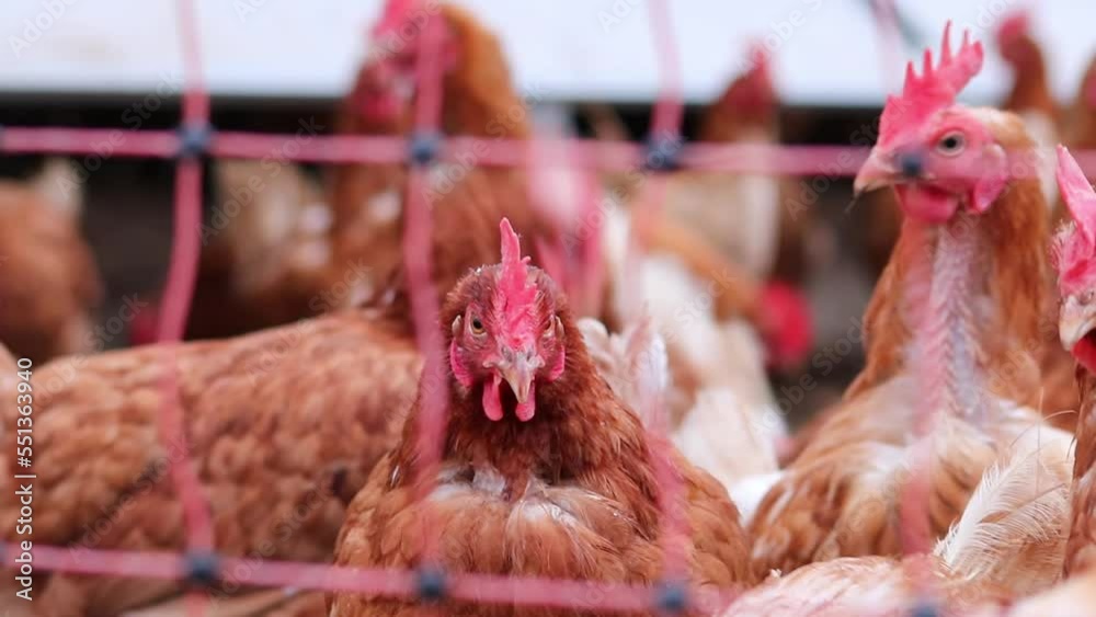Mistreated chicken on free range chicken farm and stock breeding shows