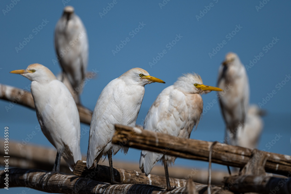 Obraz premium Cattle egret, bubulcus ibis, Morocco