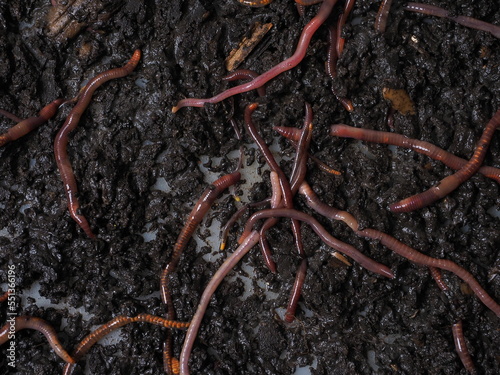 compost worm for fishing and waste processing of  esenia fetida