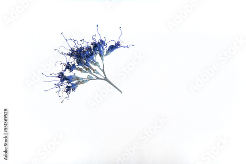 Macro of Caryopteris bloom