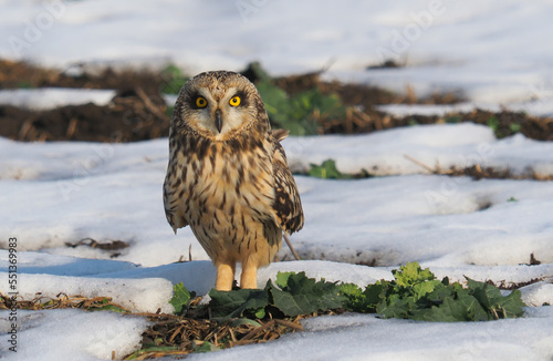 short-eared owl (Asio flammeus) during winter time