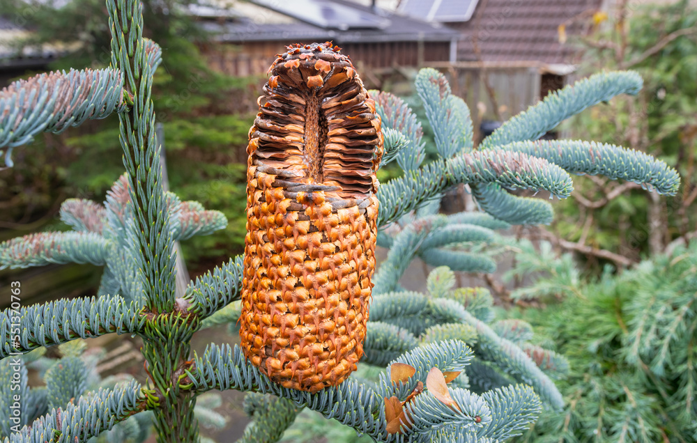 Cross section of the cone of a noble fir (Abies procera) in a garden ...