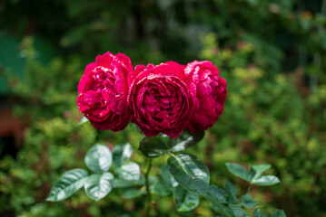 Foto auf Acrylglas Pantone 2023 Viva Magenta viva magenta color in the garden, summer roses  © Maksim Shebeko