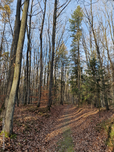 Lagiewnicki Forest in sunny and cold November morning, Lodz, Poland. © bARTkow