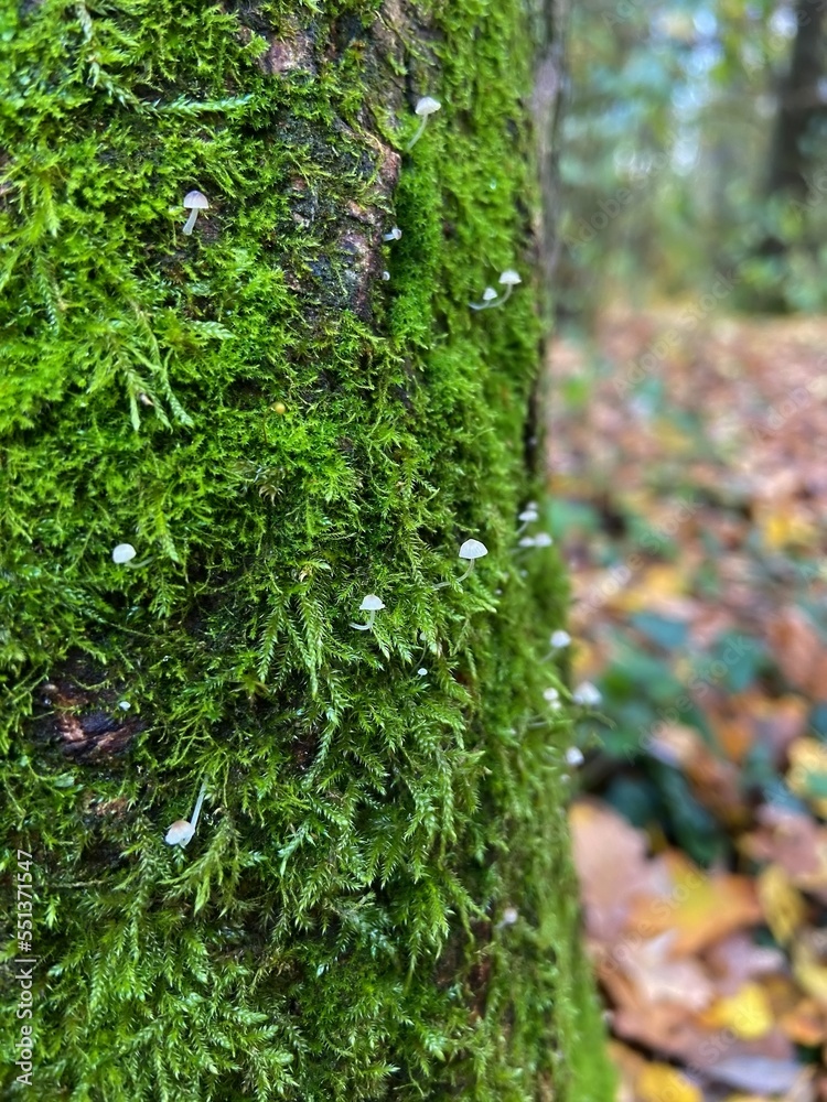 Obraz premium small mushrooms on green moss on the tree