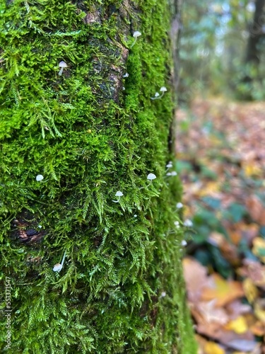 small mushrooms on green moss on the tree