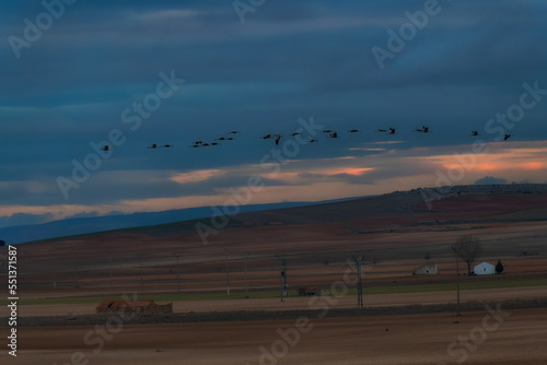 Cranes returning to the sleeping place