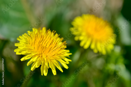 various wild plants and flowers. dandelion photos.