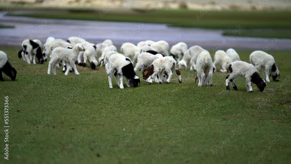 Grazing sheep at the foot of snow mountain in Tibet, China Grazing sheep at the foot of snow mountain in Tibet, China
