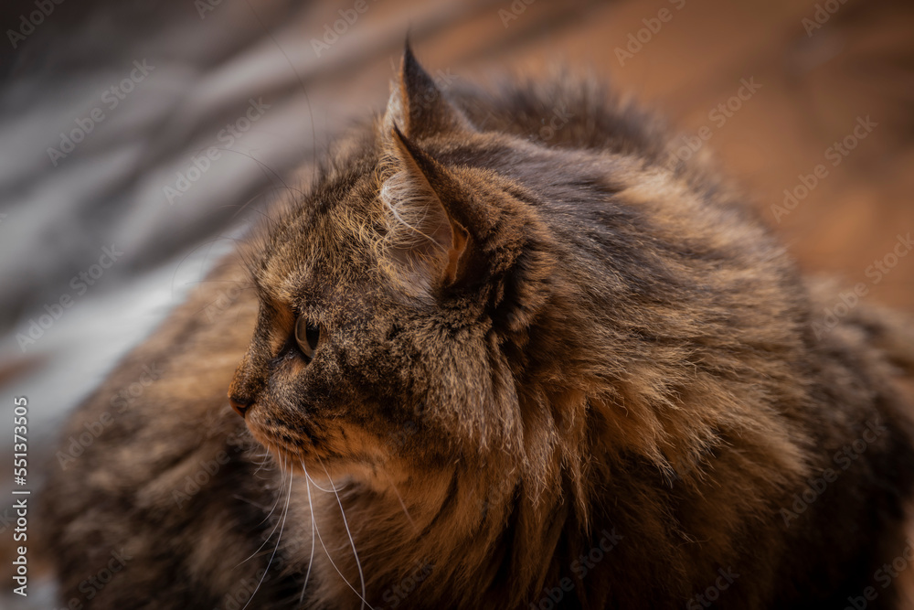 Tabby brown cat with long hairy tail and silver background Tabby brown cat with long hairy tail and silver background