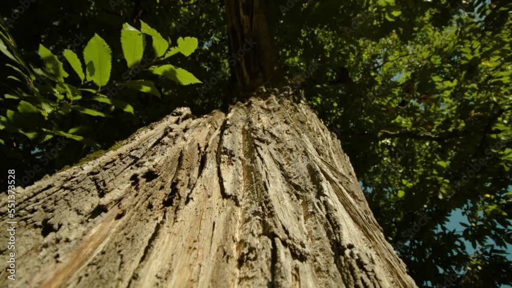 Embossed layer of bark and moss cover high trunk of sweet chestnut tree with broad crown growing in park extreme closeup