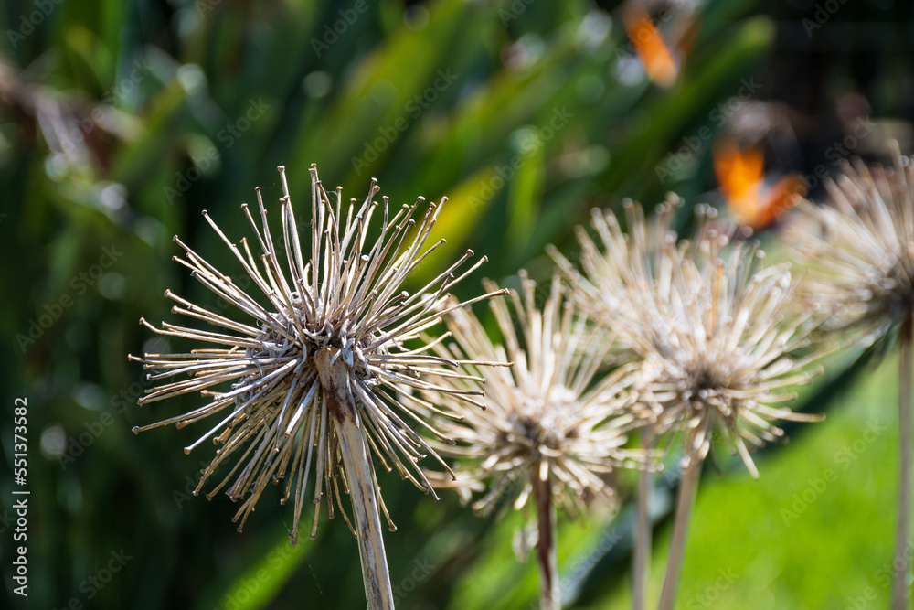 Selective targeting of very dry flower debris. Selective targeting of very dry flower debris.