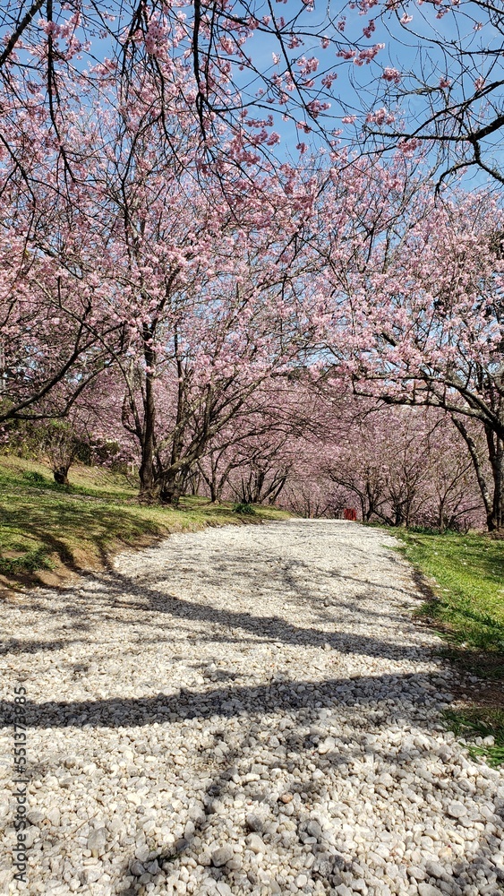 Wonderful scenic park with rows of blossoming cherry sakura trees and green lawn in springtime Wonderful scenic park with rows of blossoming cherry sakura trees and green lawn in springtime