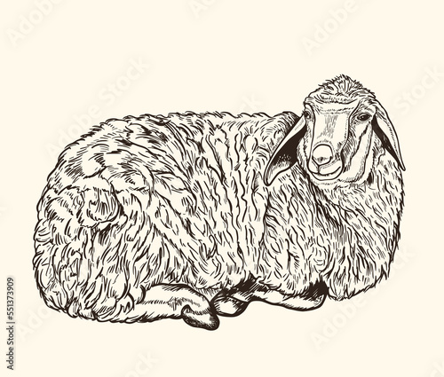 Cute hand drawn lamb