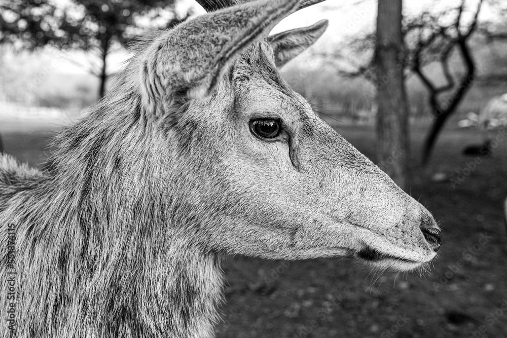 Fototapeta premium Deer portrait close-up black and white photography