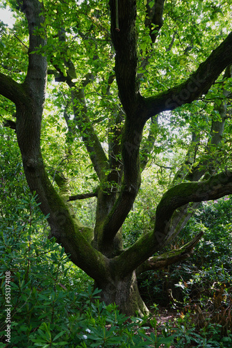 Large tree with many branches in a forest